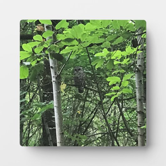 Owl in de bomen, Oregon Fotoplaat (Voorkant)