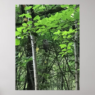 Owl in de bomen, Oregon Poster