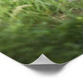 Owl in de gras poster (Hoek)