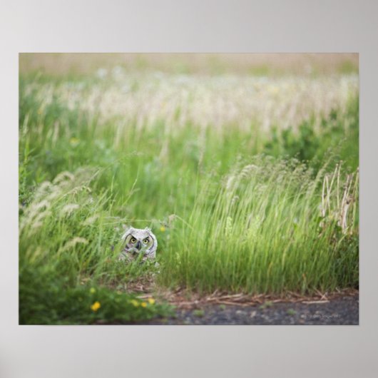 Owl in de gras poster (Voorkant)