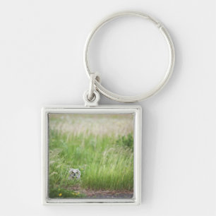 Owl in de gras sleutelhanger