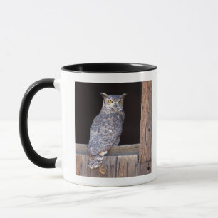 Owl in een venster mok