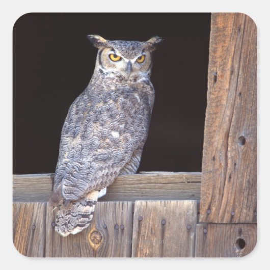 Owl in een venster vierkante sticker (Voorkant)