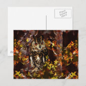 Owl in het najaar briefkaart (Voorkant / Achterkant)