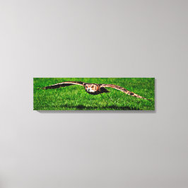 Owl in liftoff Closeup Panoramic Canvas Print