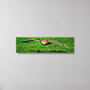 Owl in liftoff Closeup Panoramic Canvas Print