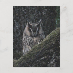 Owl in Tree Close-up DIY Briefkaart