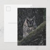 Owl in Tree Close-up DIY Briefkaart (Voorkant / Achterkant)