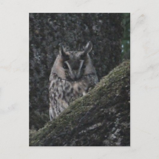 Owl in Tree Close-up DIY Briefkaart (Voorkant)