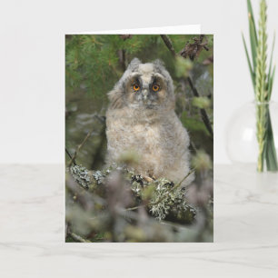 Owl Kaart