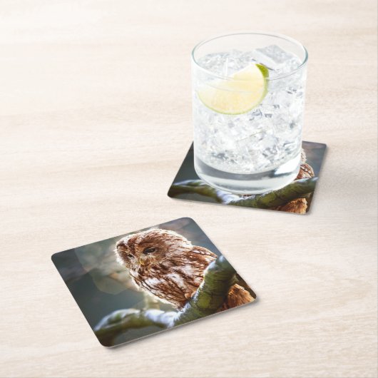 Owl Kartonnen Onderzetters (Insitu)