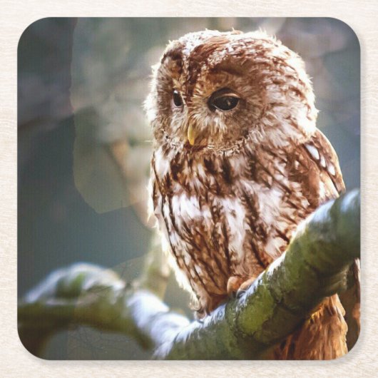 Owl Kartonnen Onderzetters (Voorkant)