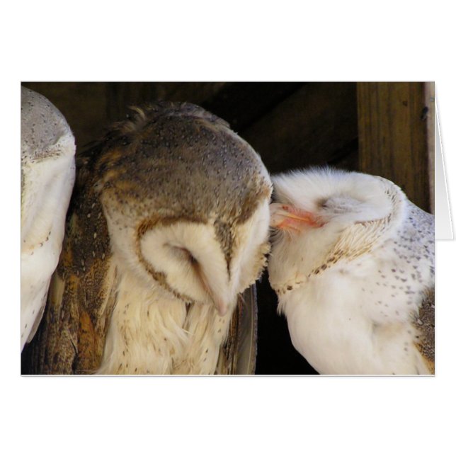 Owl kisses (Voorkant Horizontaal)