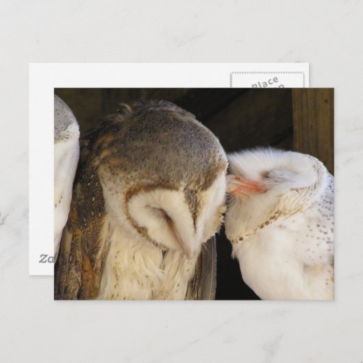 Owl Kisses! Briefkaart (Voorkant / Achterkant)