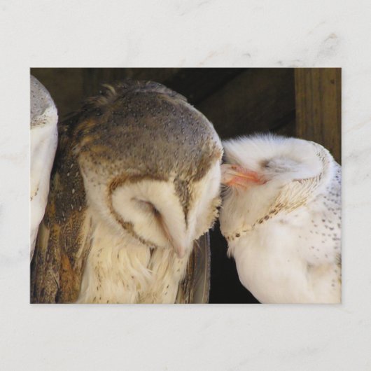 Owl Kisses! Briefkaart (Voorkant)