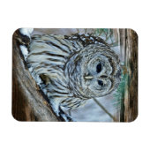 Owl Magneet (Horizontaal)