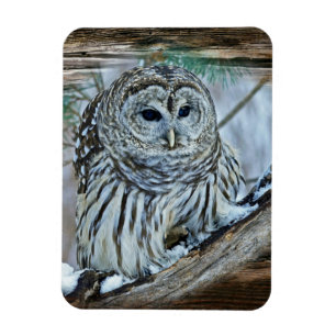 Owl Magneet