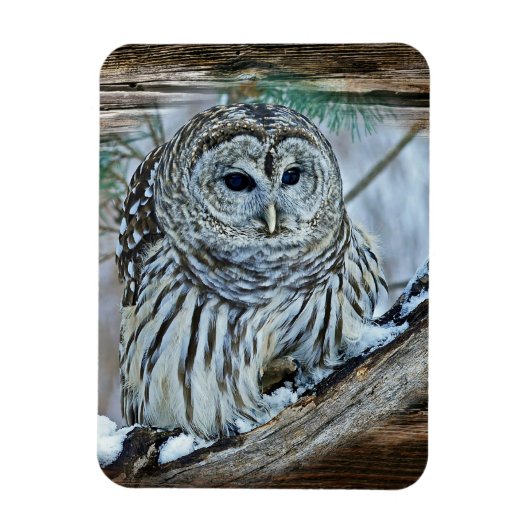 Owl Magneet (Verticaal)