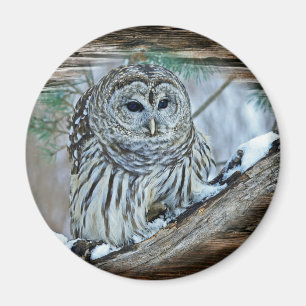 Owl Magneet