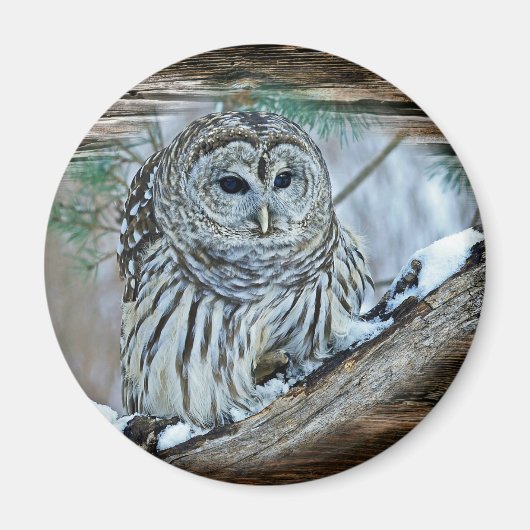 Owl Magneet (Voorkant)
