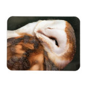 OWL MAGNEET (Horizontaal)