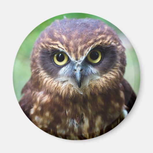 Owl Magnet (Voorkant)