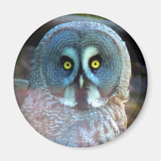 Owl Magnet (Voorkant)