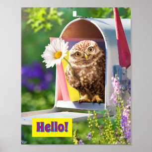Owl met bloem in brievenbus poster