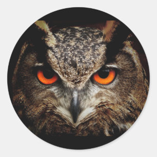 Owl met gele ogen Ronde sticker