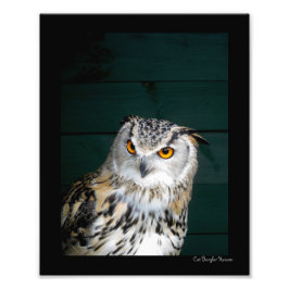 Owl met hoogte foto afdruk