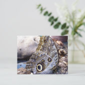 Owl Moth Briefkaart (Staand voorkant)