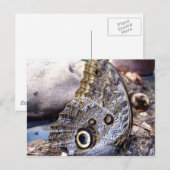 Owl Moth Briefkaart (Voorkant / Achterkant)