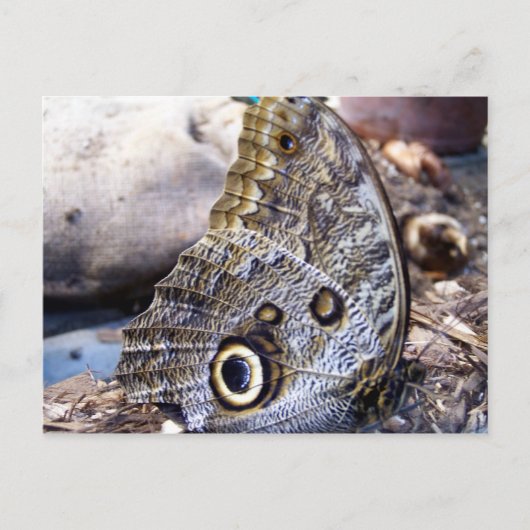 Owl Moth Briefkaart (Voorkant)