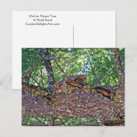Owl Mount Tam Briefkaart (Voorkant / Achterkant)