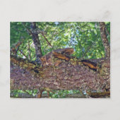 Owl Mount Tam Briefkaart (Voorkant)