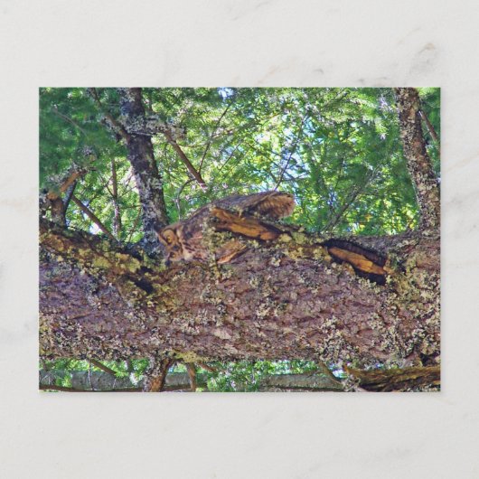 Owl Mount Tam Briefkaart (Voorkant)