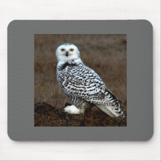 Owl Muismat