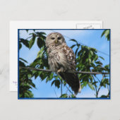 Owl op draad briefkaart (Voorkant / Achterkant)