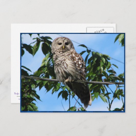 Owl op draad briefkaart (Voorkant / Achterkant)