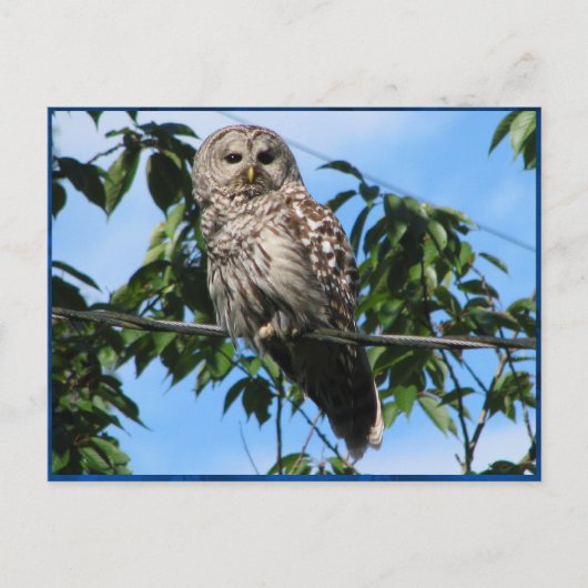 Owl op draad briefkaart (Voorkant)