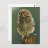 Owl op een pomp briefkaart (Voorkant / Achterkant)