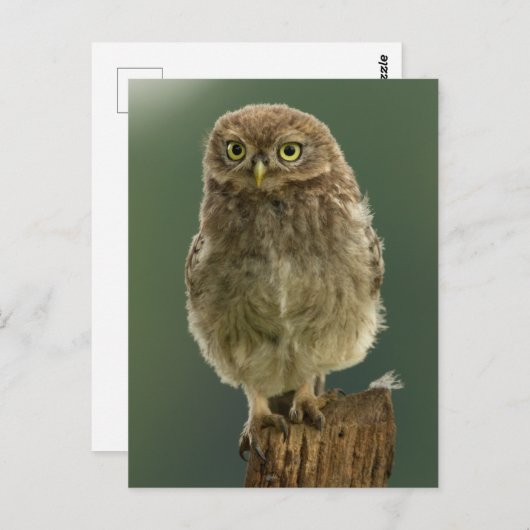 Owl op een pomp briefkaart (Voorkant / Achterkant)