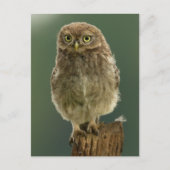 Owl op een pomp briefkaart (Voorkant)