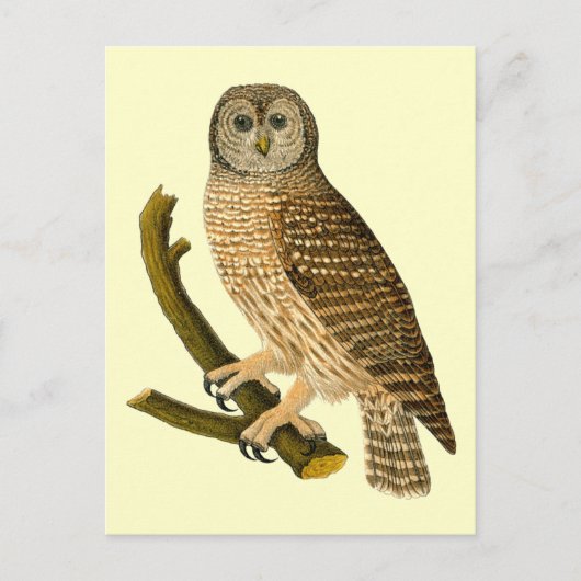  Owl op een Tak Briefkaart (Voorkant)