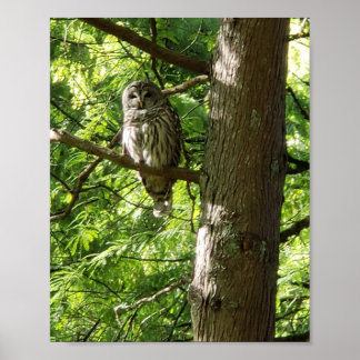 Owl op het Botanische Garden van Van Dusen Vancouv Poster