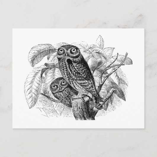 Owl Ownership voor hout Briefkaart (Voorkant)