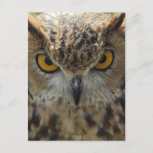 Owl Photo Briefkaart