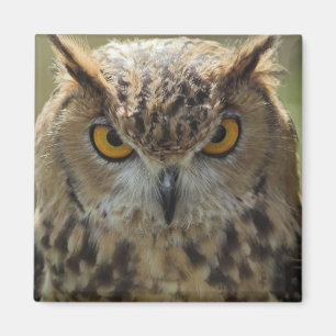 Owl Photo Square Magnet