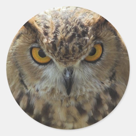 Owl Photo Stickers (Voorkant)