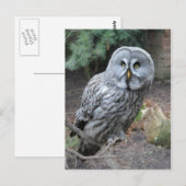 Owl Portret Foto Briefkaart (Voorkant / Achterkant)
